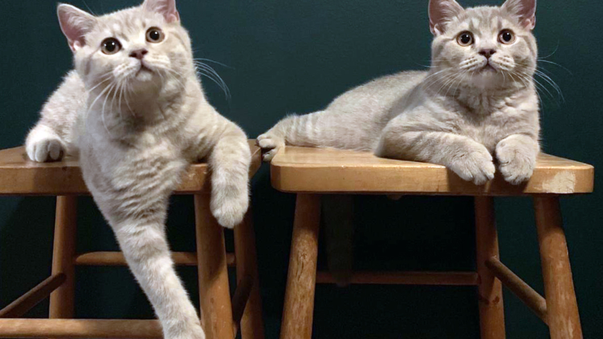 Tonläget viktigt för katters kommunikation